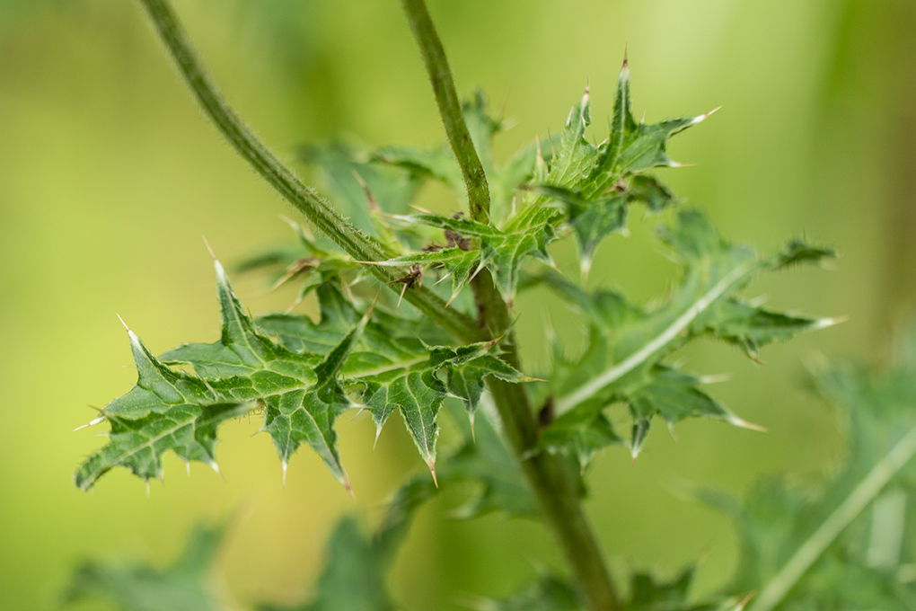 Image of Cirsium obvallatum specimen.