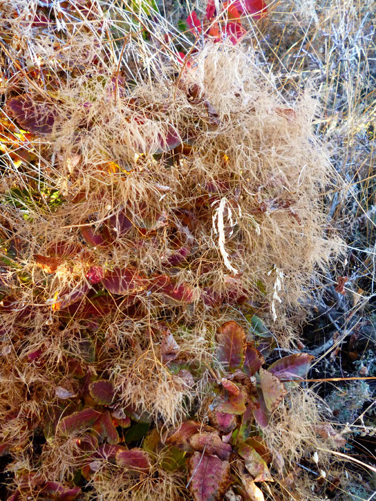 Image of Cotinus coggygria specimen.