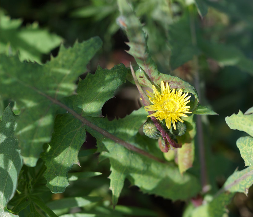 Изображение особи Sonchus oleraceus.