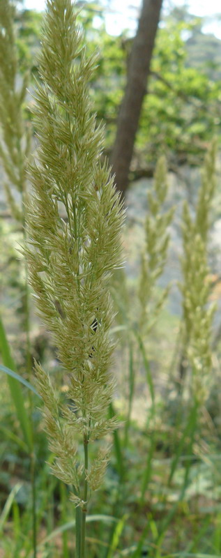 Image of Calamagrostis epigeios specimen.