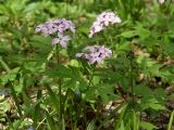 Cardamine quinquefolia