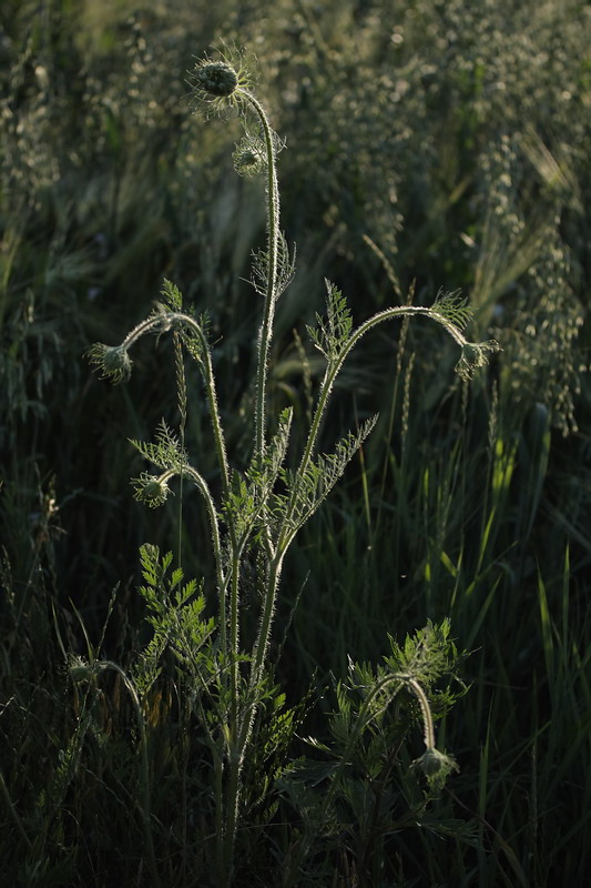 Изображение особи Daucus carota.