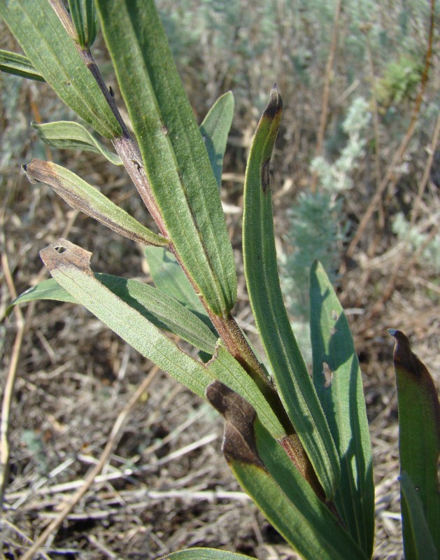 Изображение особи Galatella dracunculoides.