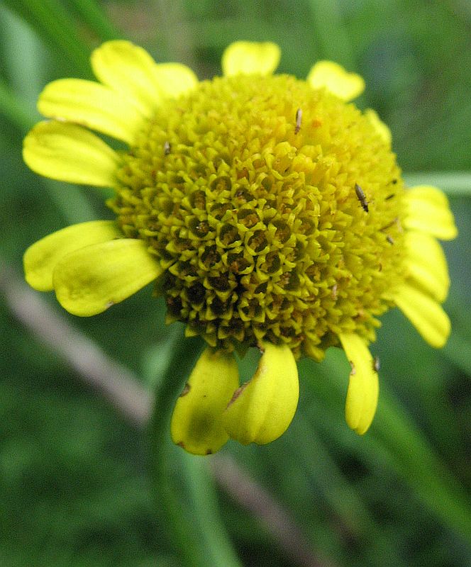 Image of Tanacetum bipinnatum specimen.