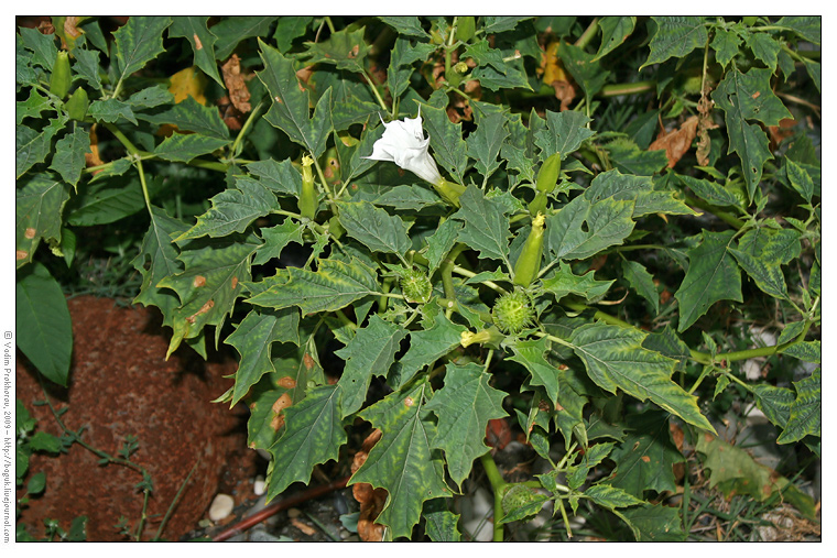 Image of Datura stramonium specimen.