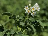 Solanum tuberosum