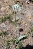 Allium tulipifolium