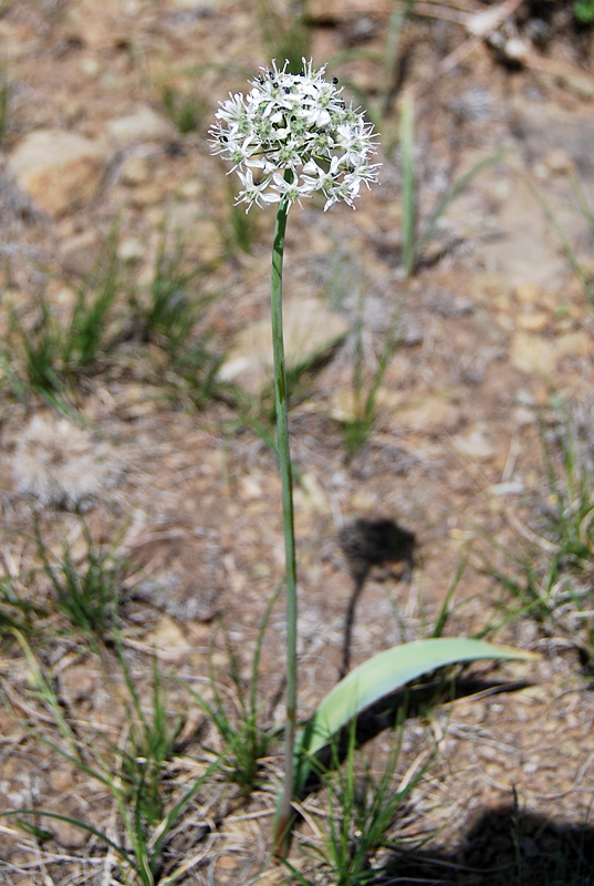 Изображение особи Allium tulipifolium.