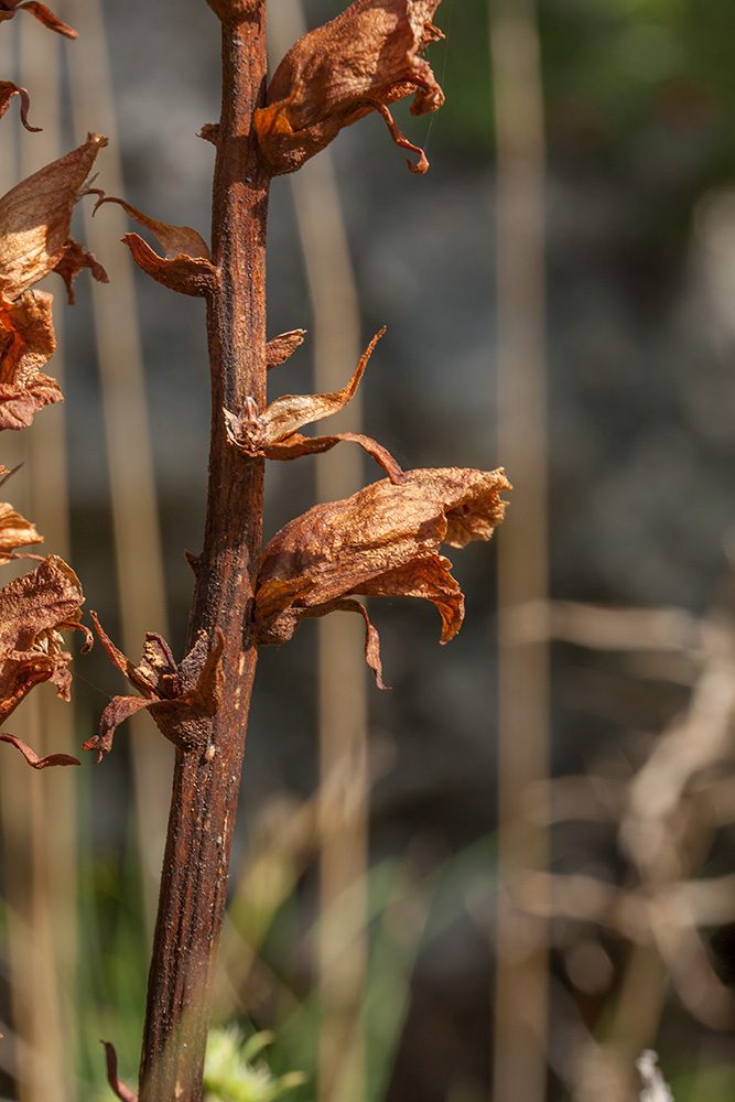 Image of genus Orobanche specimen.