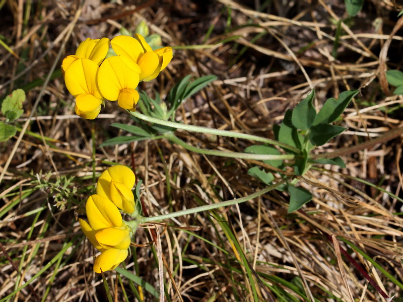 Изображение особи Lotus corniculatus.