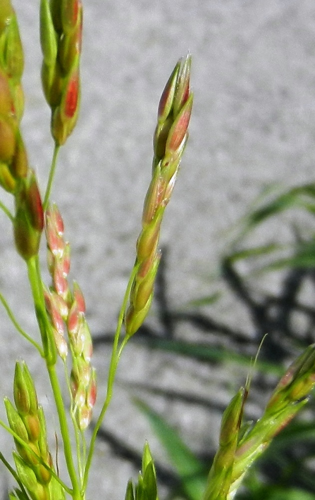 Image of Sorghum halepense specimen.