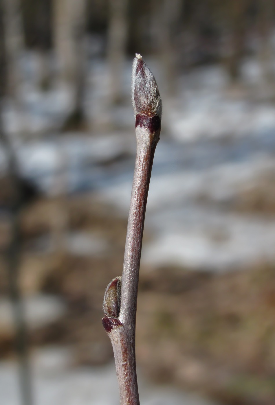 Изображение особи Sorbus aucuparia.