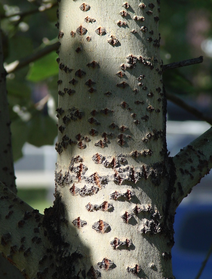 Изображение особи Populus alba.