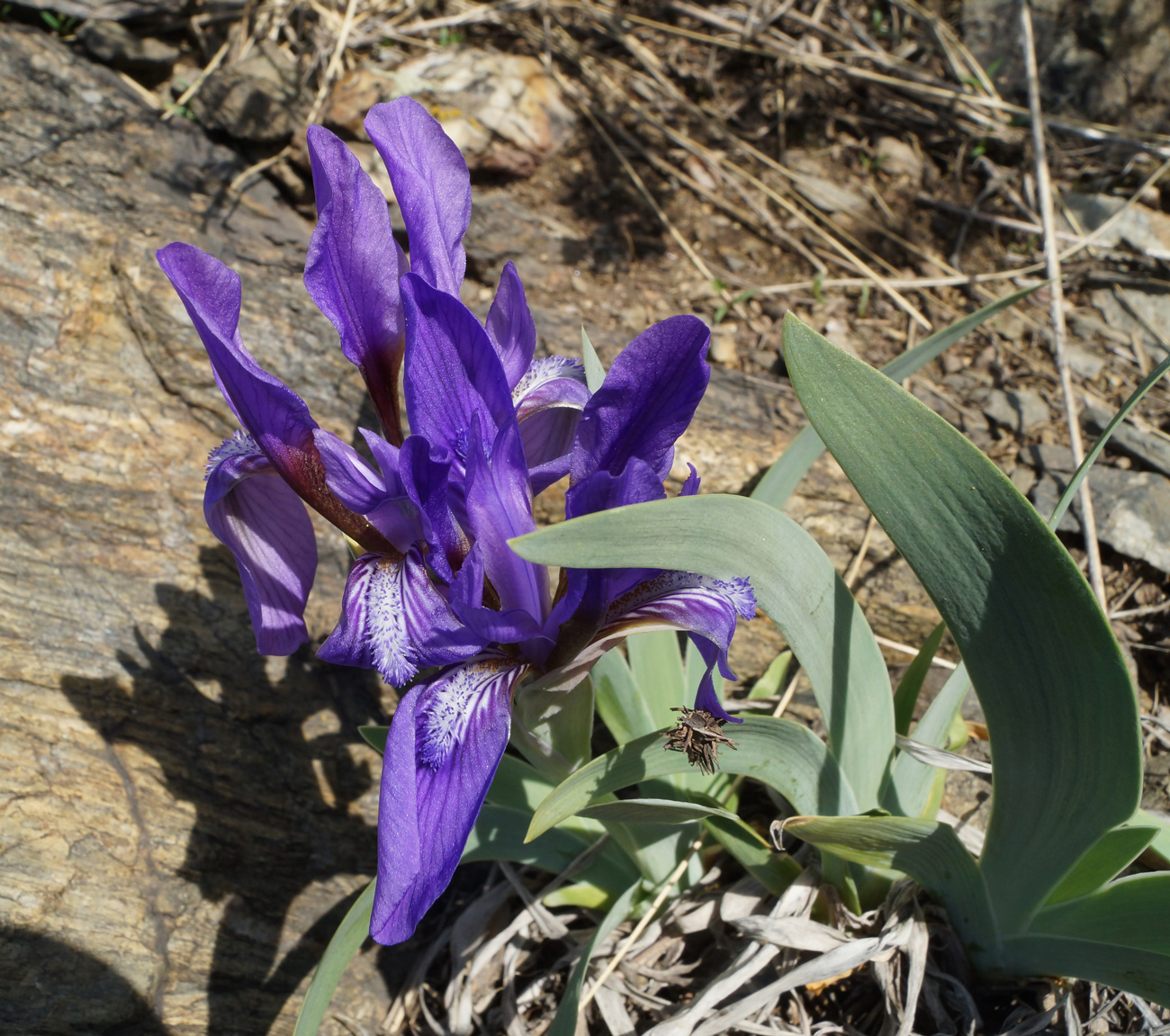 Image of Iris glaucescens specimen.