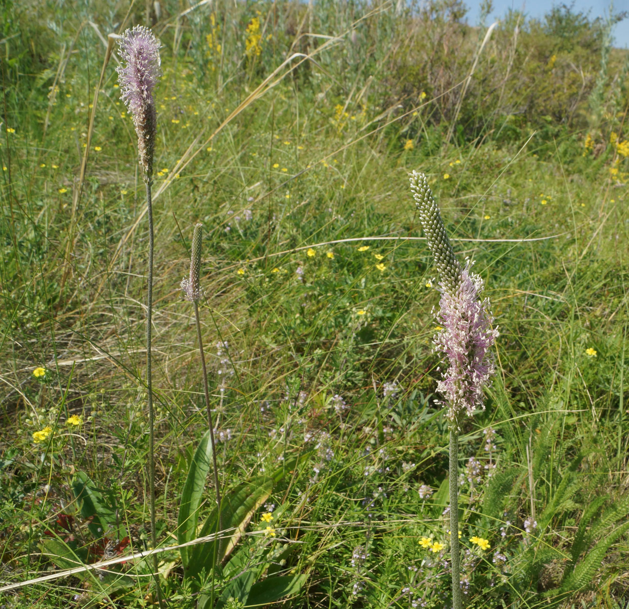 Image of Plantago urvillei specimen.