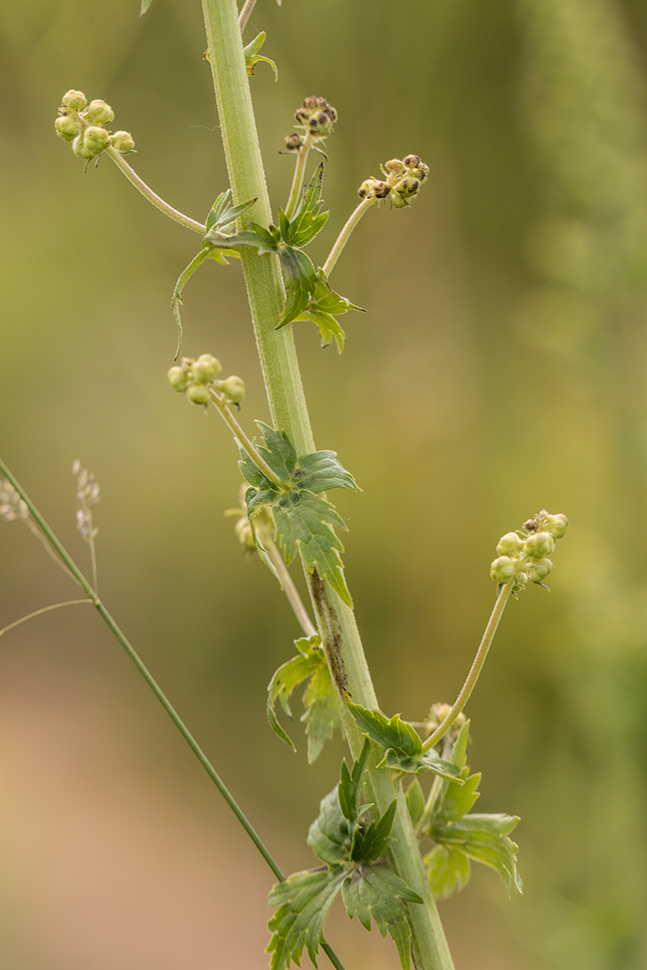 Image of Aconitum orientale specimen.