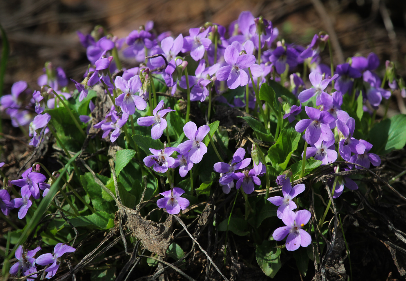 Image of Viola hirta specimen.