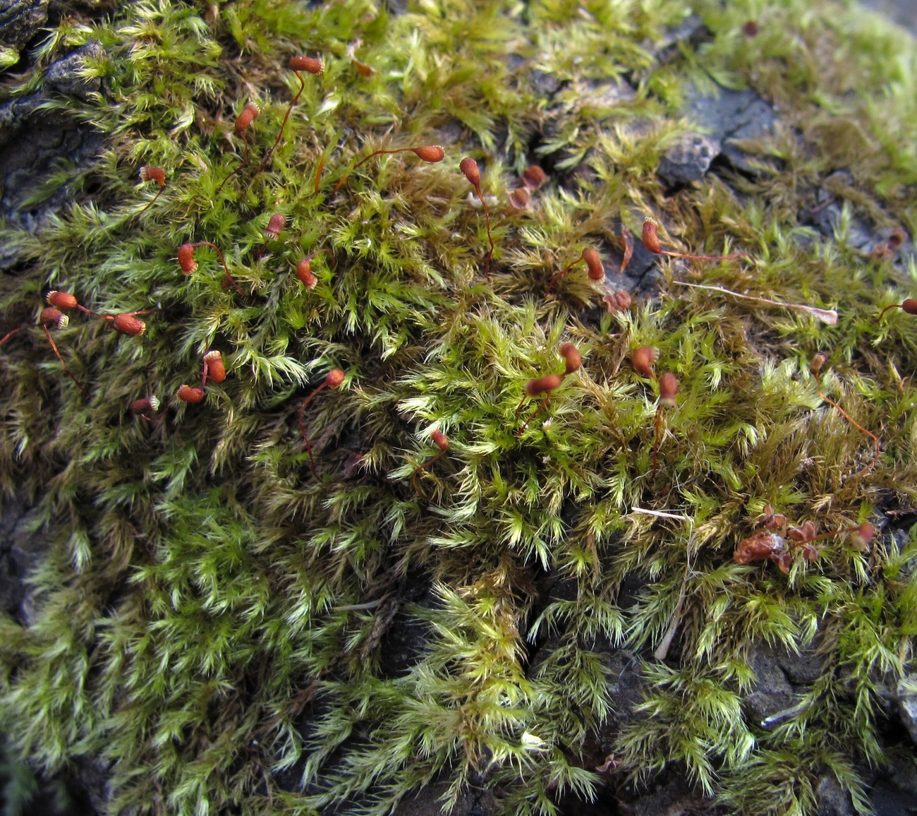 Image of familia Brachytheciaceae specimen.