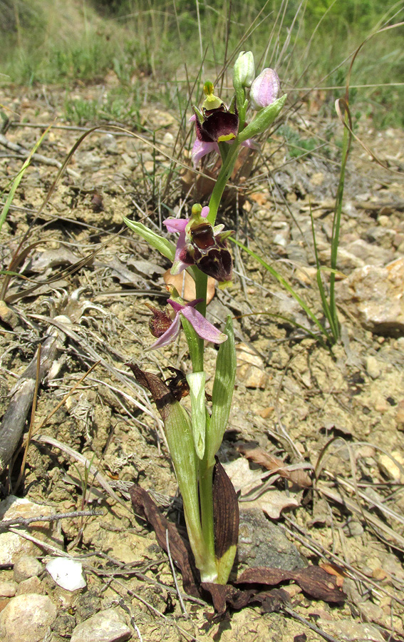 Image of Ophrys oestrifera specimen.