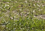 Ophrys mammosa. Цветущие растения. Греция, Пелопоннес, окр. г. Пиргос, муниципальный парк. 21.03.2015.