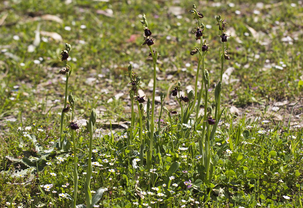 Image of Ophrys mammosa specimen.