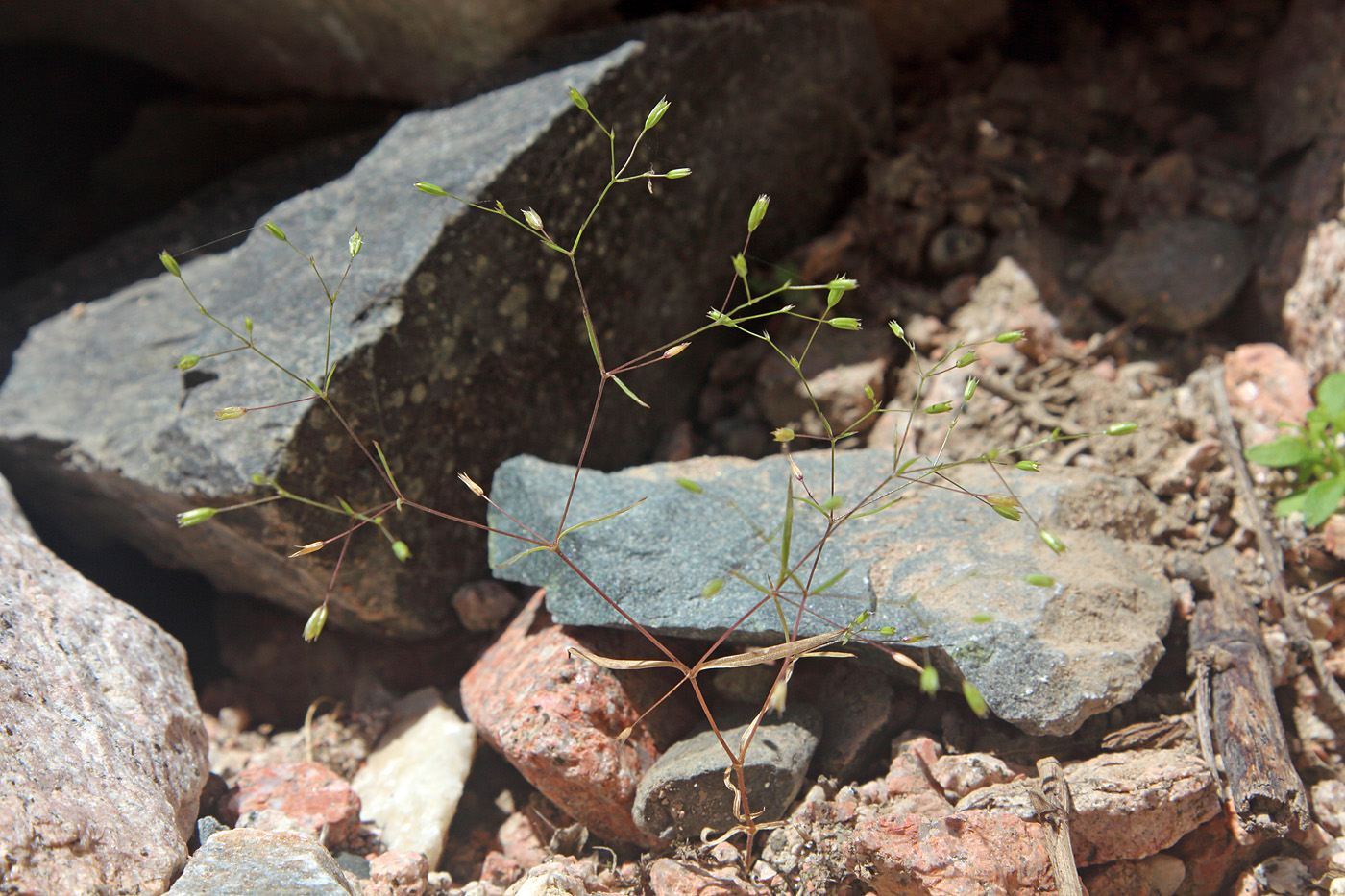 Image of Tytthostemma alsinoides specimen.