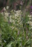 Filipendula ulmaria. Верхушка цветущего и плодоносящего растения. Свердловская обл., окр. г. Заречный, край Черемшанского болота, на поляне после вырубки леса. 03.07.2016.