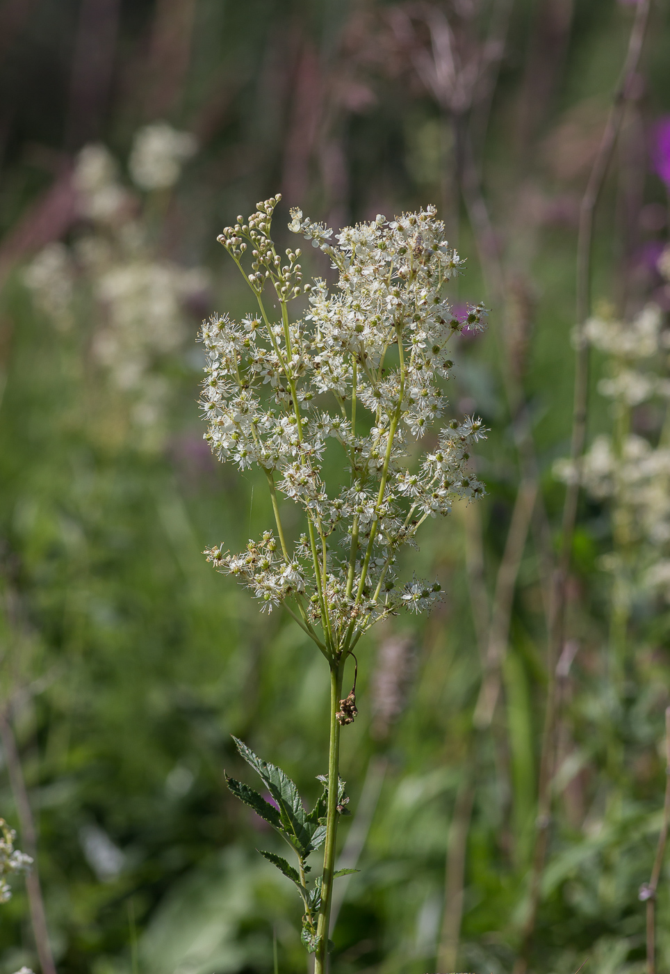 Image of Filipendula ulmaria specimen.