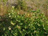 Vicia pisiformis