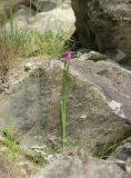 Gladiolus tenuis