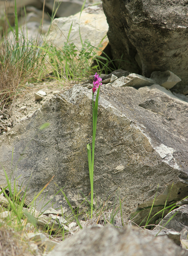 Image of Gladiolus tenuis specimen.