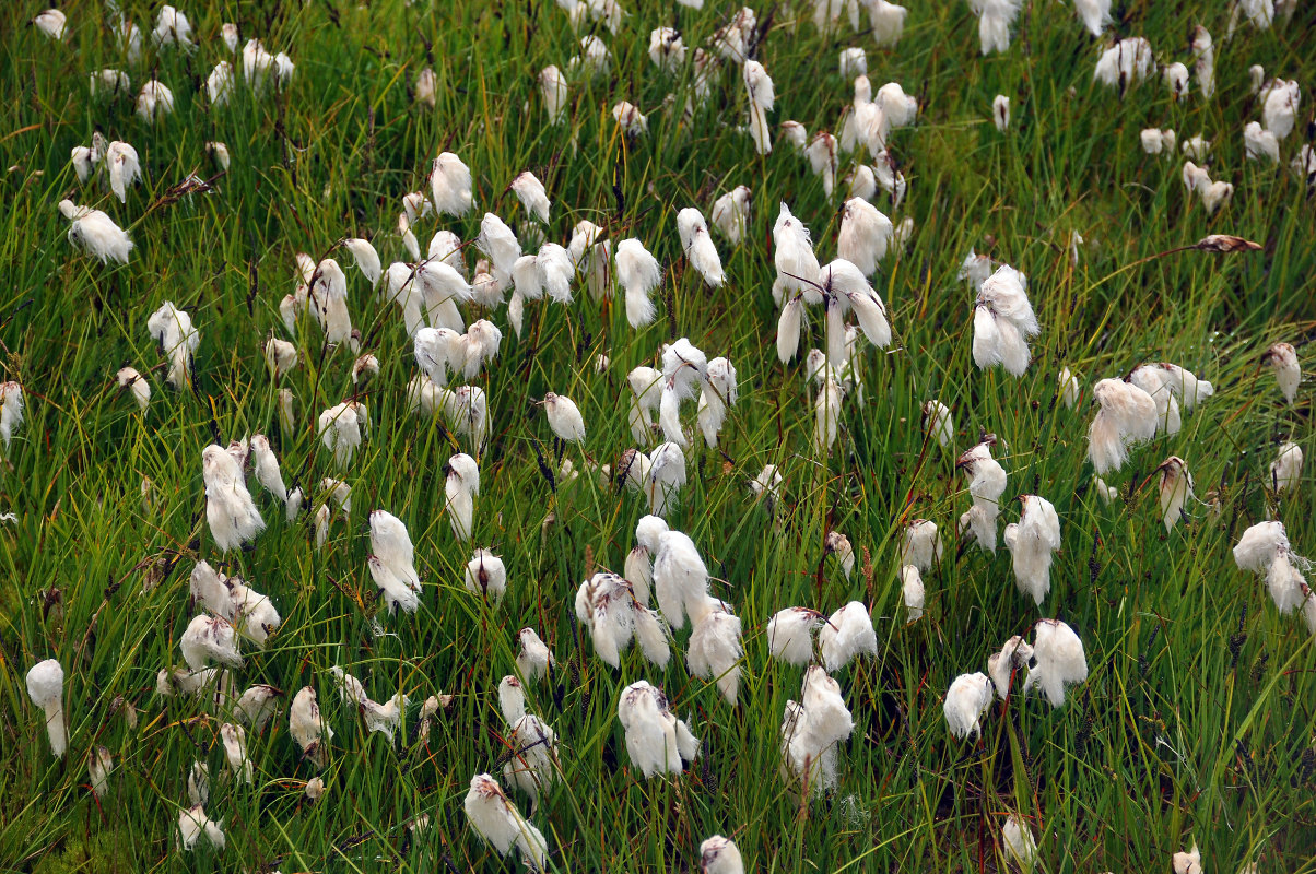 Изображение особи Eriophorum angustifolium.