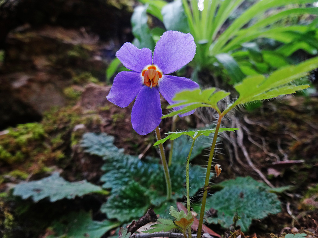 Image of Ramonda myconi specimen.