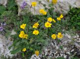 Anthemis marschalliana ssp. pectinata