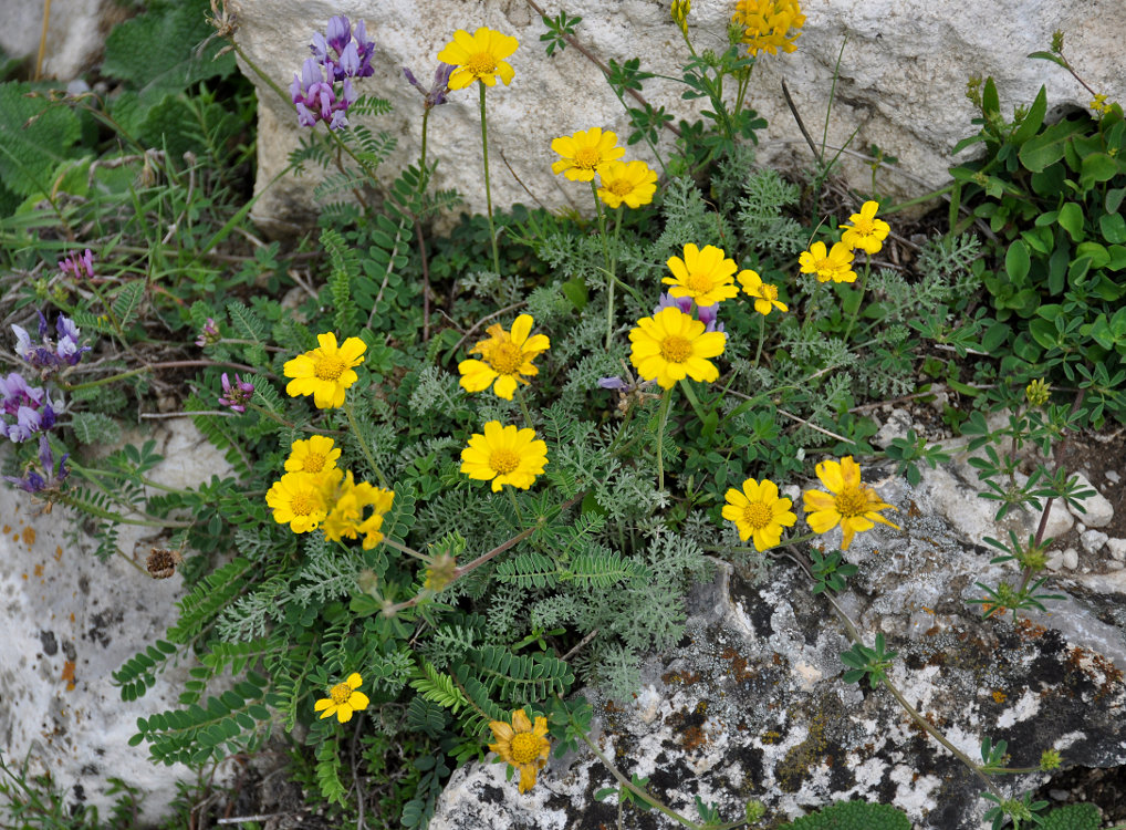 Image of Anthemis marschalliana ssp. pectinata specimen.