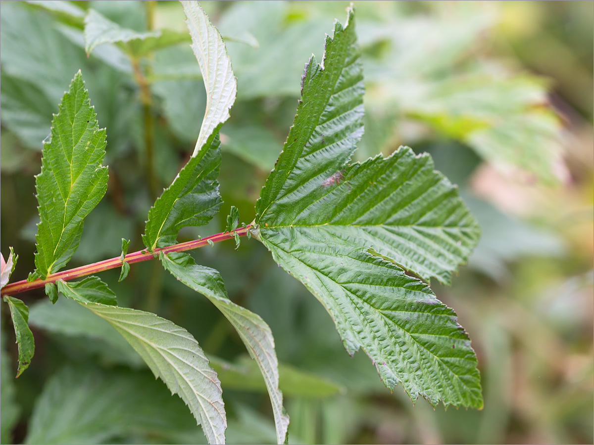 Изображение особи Filipendula ulmaria.