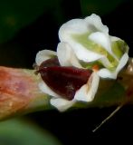 Polygonum euxinum