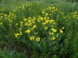 Coronilla coronata