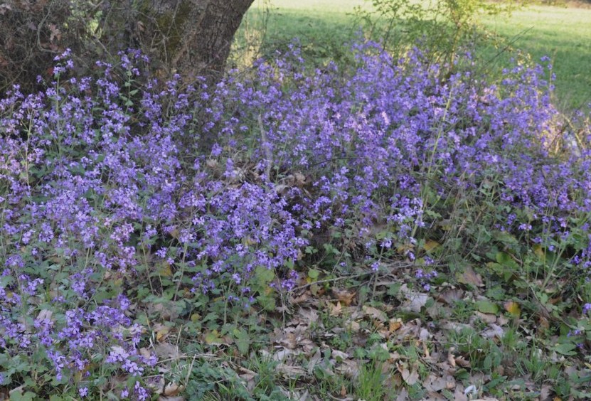 Image of Lunaria annua specimen.