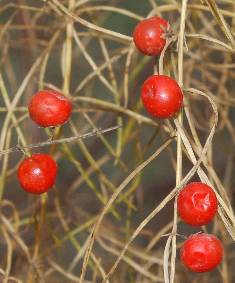 Image of genus Asparagus specimen.