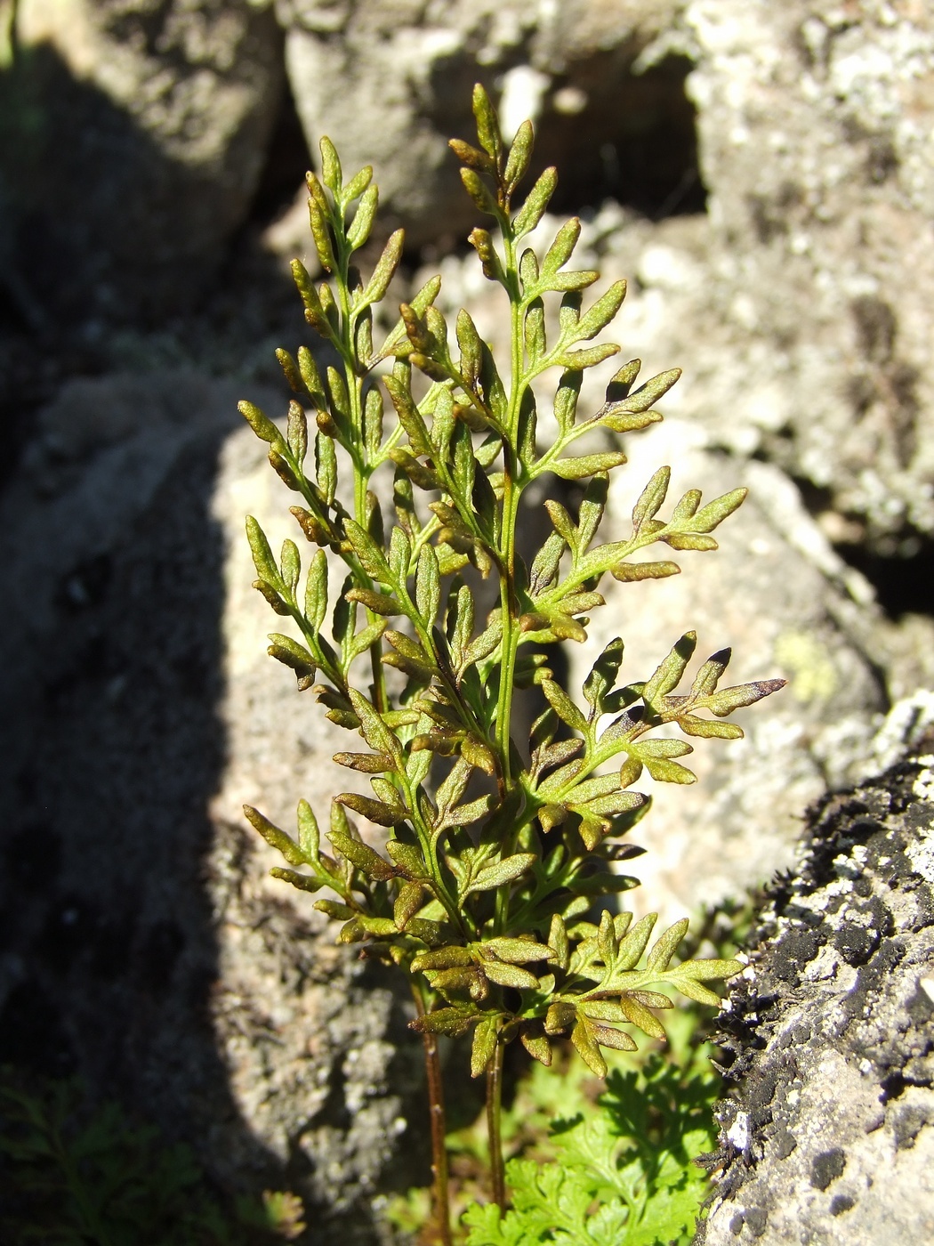 Изображение особи Cryptogramma acrostichoides.