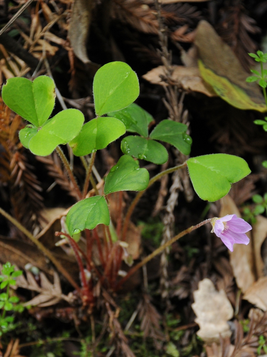 Изображение особи Oxalis oregana.