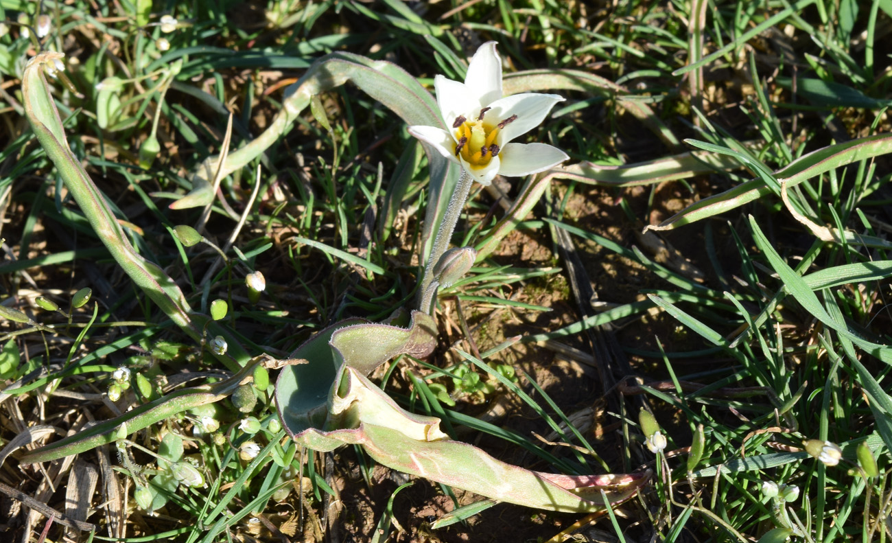 Image of Tulipa bifloriformis specimen.