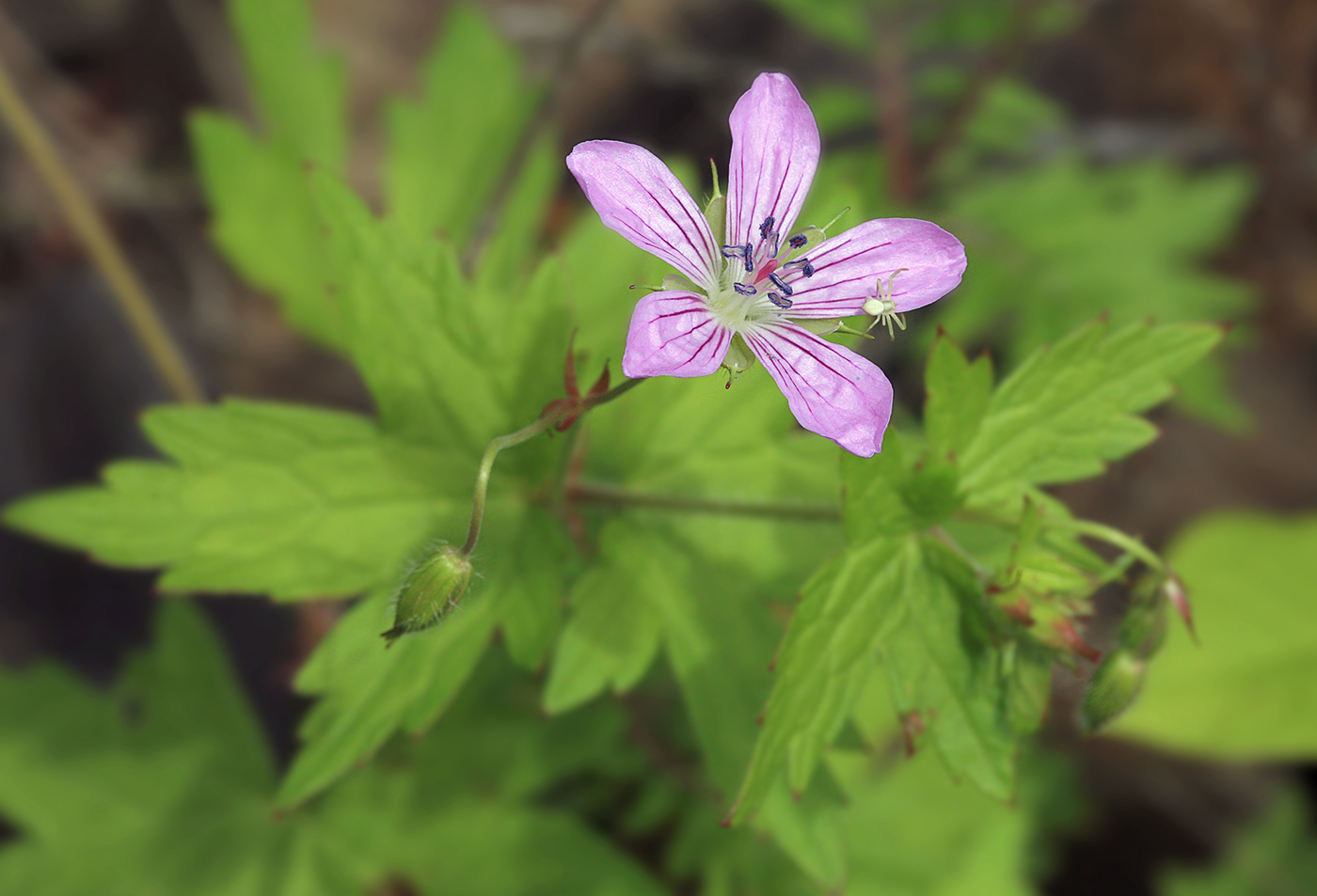 Изображение особи Geranium maximowiczii.