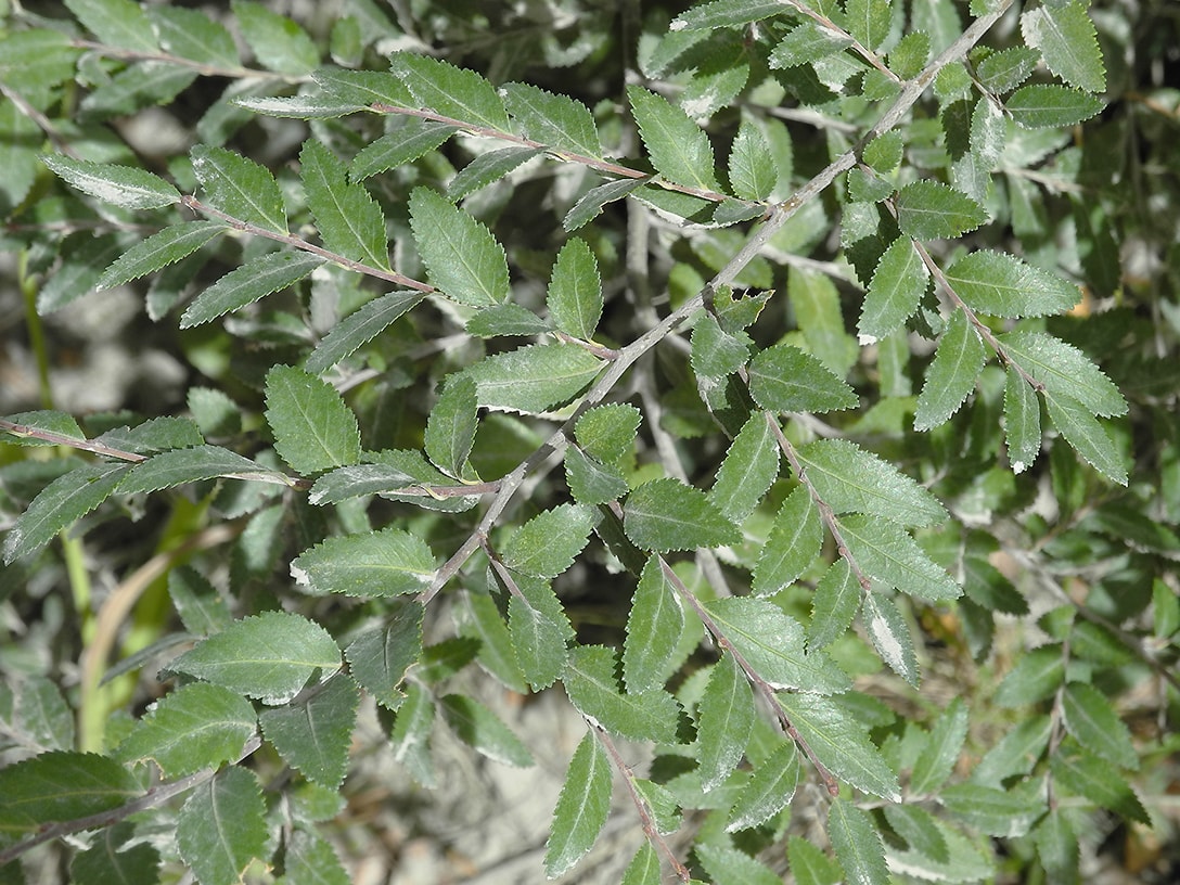 Image of Nothofagus dombeyi specimen.