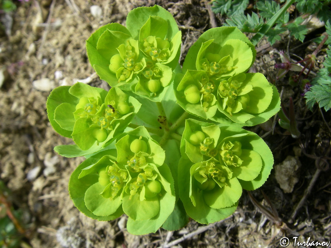 Image of Euphorbia helioscopioides specimen.