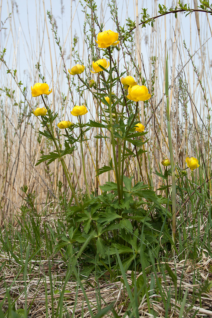 Image of Trollius europaeus specimen.