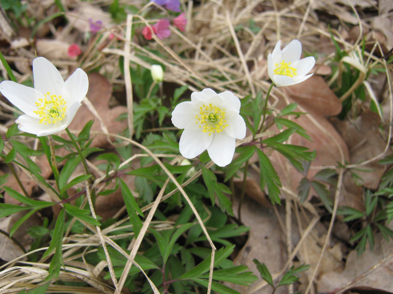 Изображение особи Anemone nemorosa.