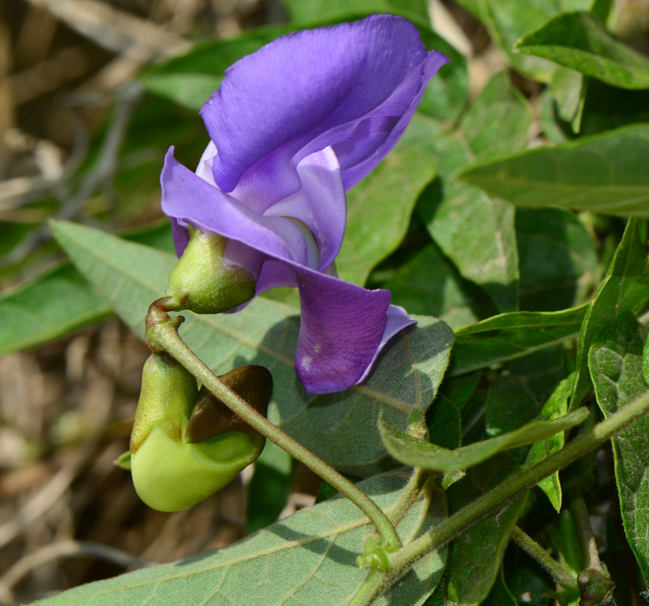 Изображение особи Vigna speciosa.