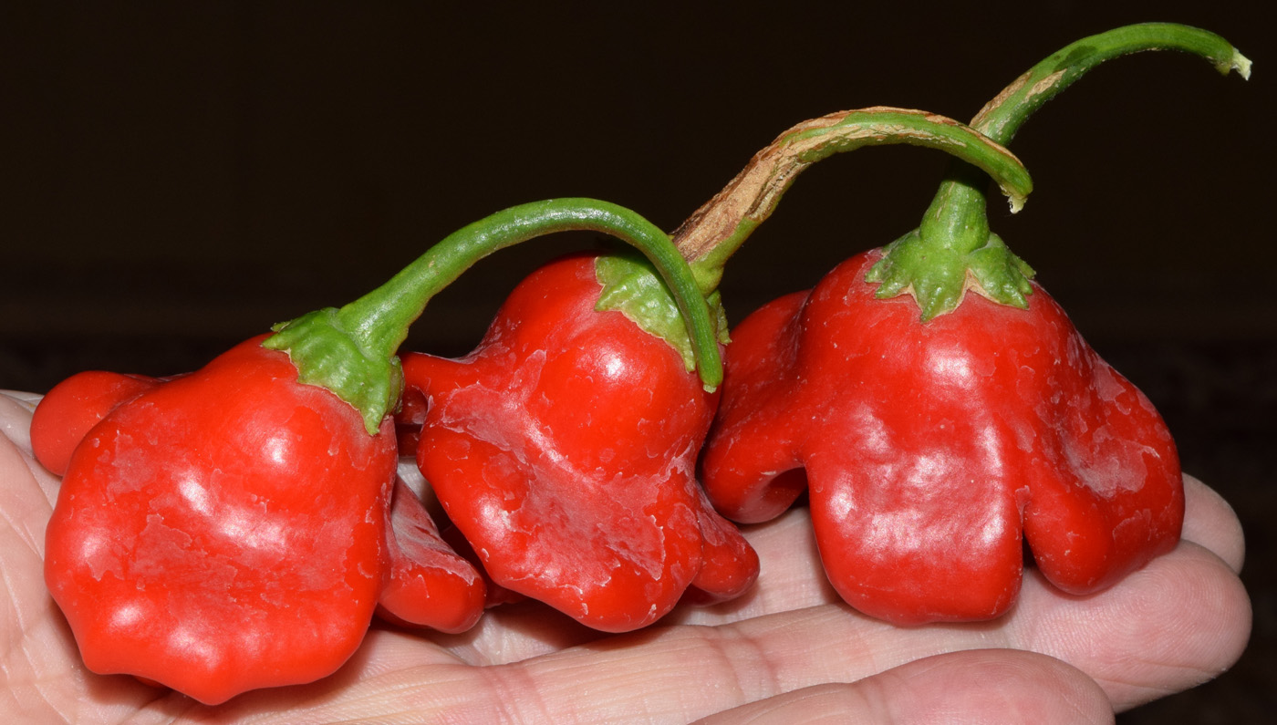 Image of Capsicum annuum specimen.